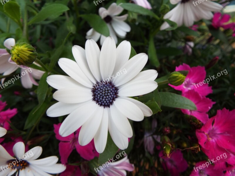 Flowers Garden A Garden Plant Flower Summer Phlox