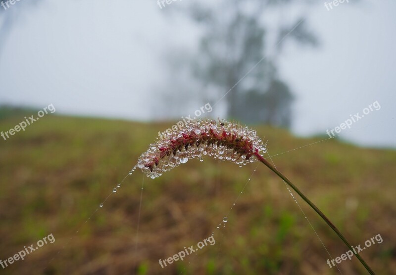 Flowering Grass Winter Nature Chiang Rai Grass