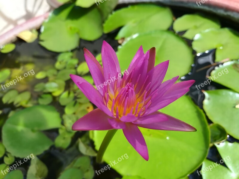 Flowers Lotus Lotus Basin Free Photos