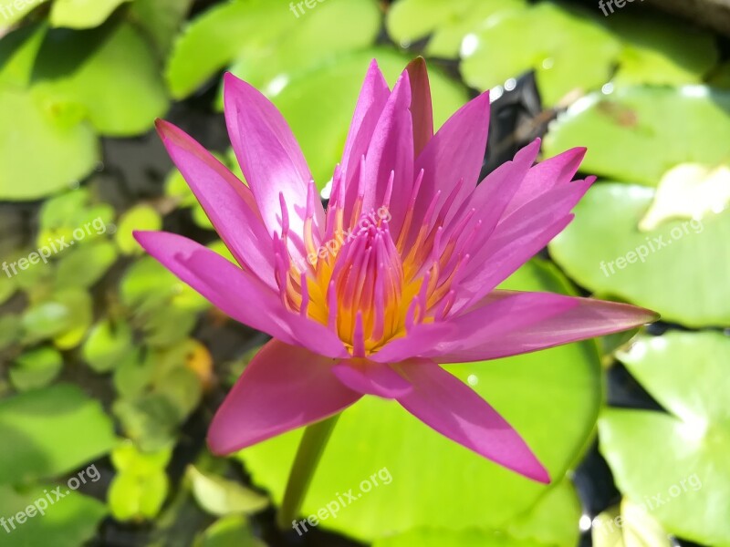 Lotus Lotus Basin Flowers Free Photos