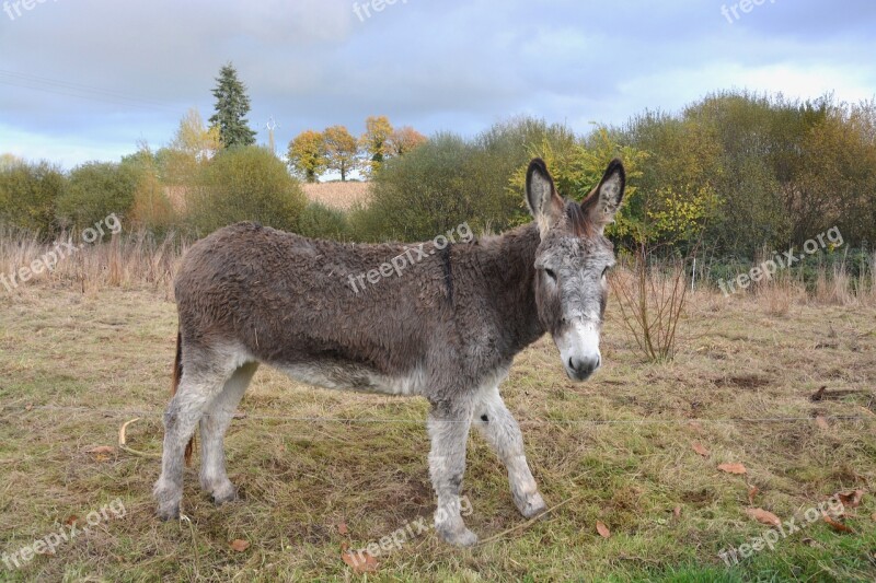 Donkey Gray Donkey Equine Domestic Animal Young Ass