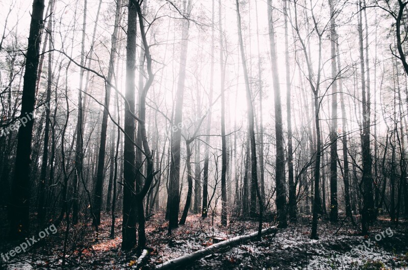 Forest Trees Nature Winter Forest Tree