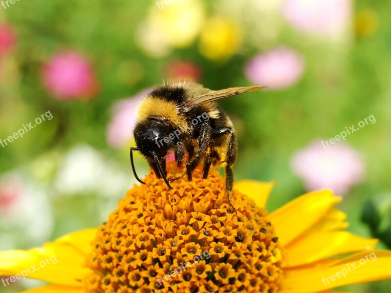 Animal Insect Bumblebee Gas Spija Nectar From A Flower Garden