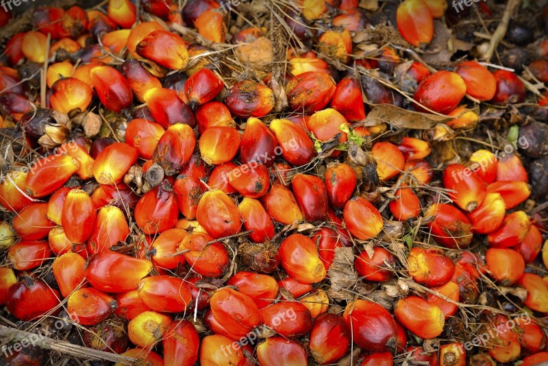 Palm Oil Fruit Background Ripe