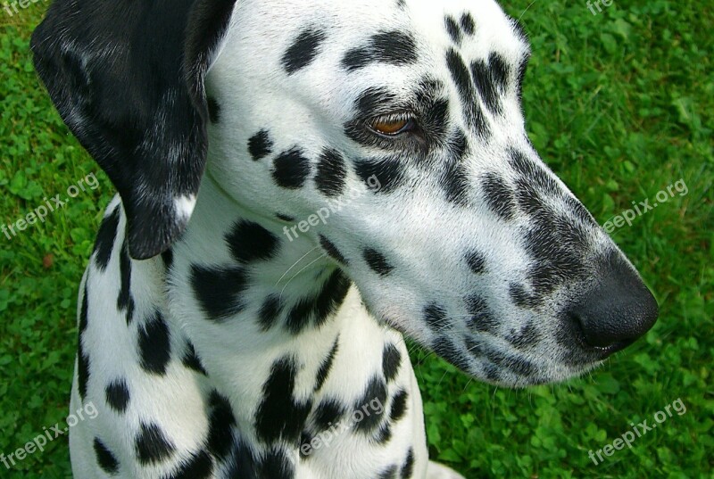 Dalmatians Dog Purebred Dog Stains Dog Head