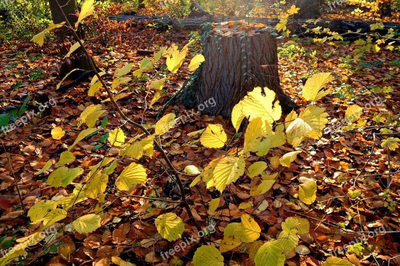 Forest Tree Trunk Leaves Autumn Scene Golden Glow