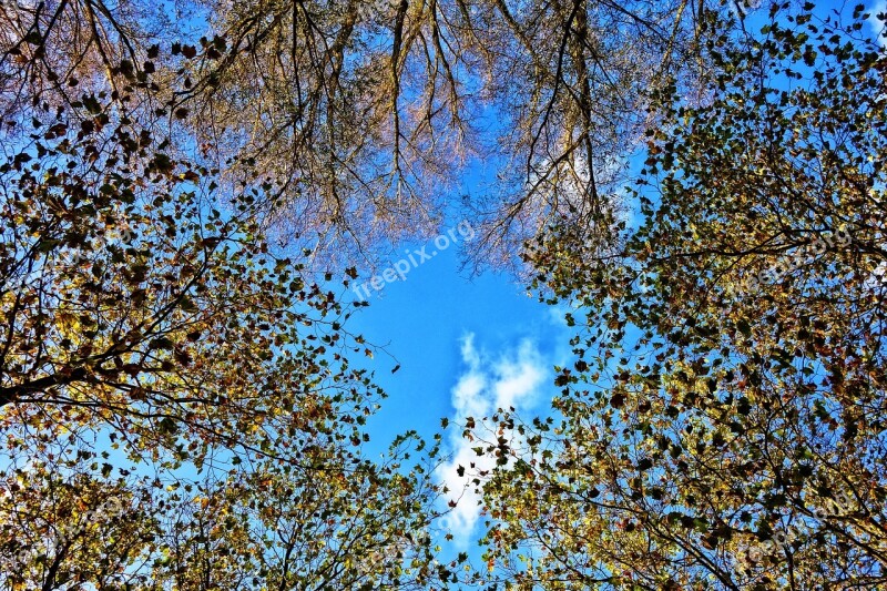 Trees Tree Tops Circle Autumn Leaves Fall Foliage