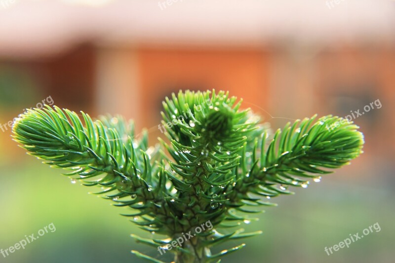 Tiered Tree Forest Leaf Thailand