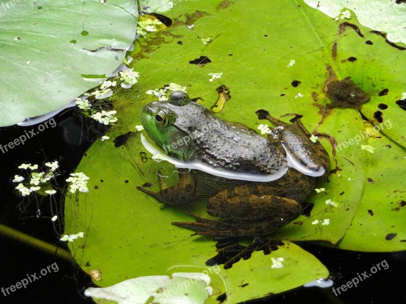 Frog Water Green Animal Wildlife