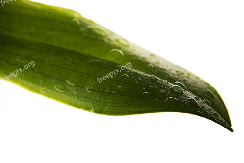 Leaf Drip Light Drop Of Water Green