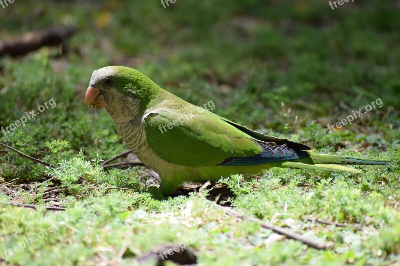 Monk Parakeet Parakeet Parrot Small Parrot Green