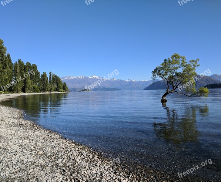 Wanaka New Zealand Lake Tree Scenic