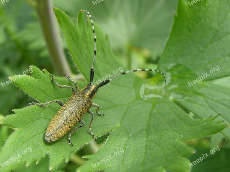 Beetle Longhorn Beetle Garden Insect Coleoptera