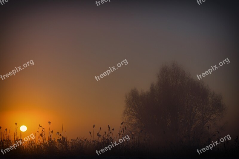 Sun Sunrise Fog Tree Sun Ball