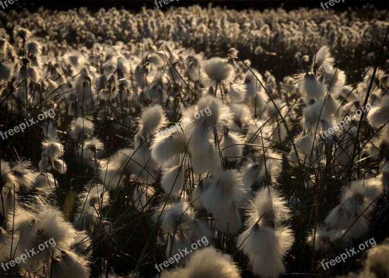 Moor Cottongrass Lower Saxony East Frisia Cotton Flower