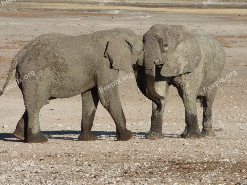 Africa Namibia Animals Elephants Free Photos