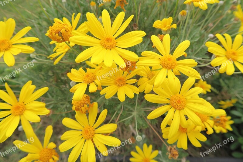 Yellow Flower Flower Doga Nature Free Photos