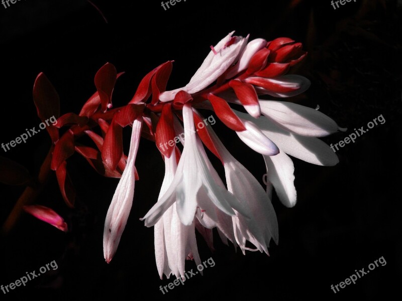 Flowers Red White Black Floral