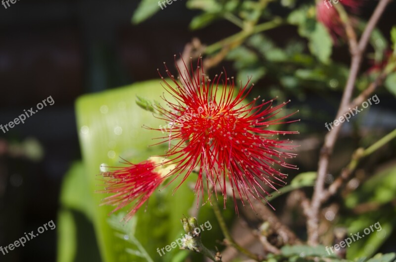 Macro Affix Flower Nature Flowers