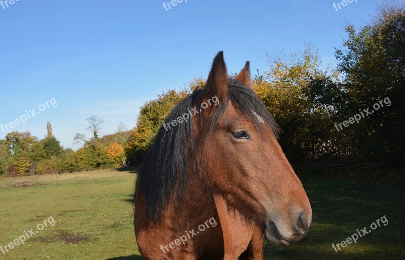 Horse Head Horse Plays Mane Eye