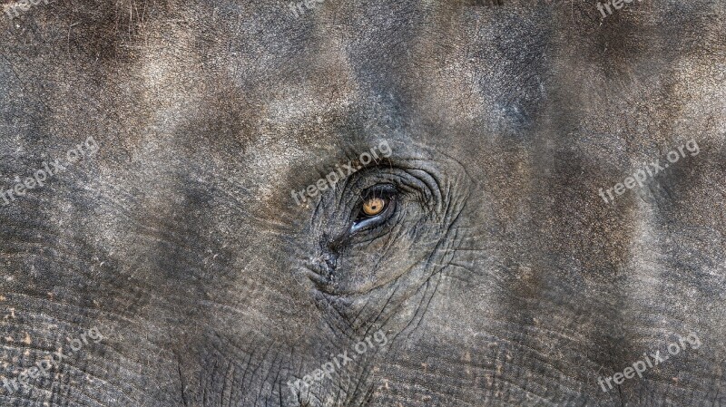 Texture Elephant Animal Elephant Head The Eye Of An Elephant