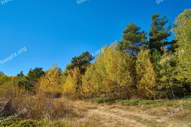 Forest Tree Branch Autumn Sky