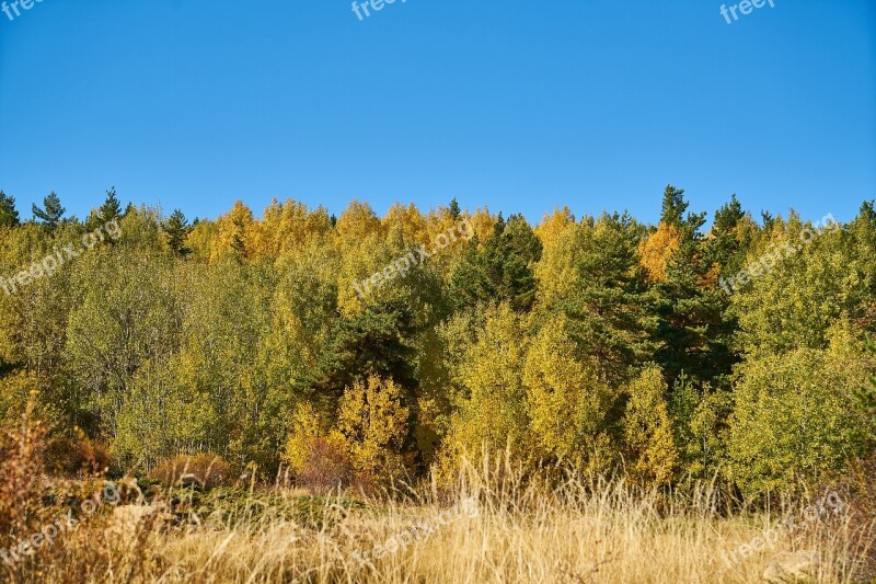 Forest Tree Branch Autumn Sky