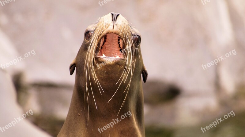 Sea ​​lion Animals Nature Pasture Safari