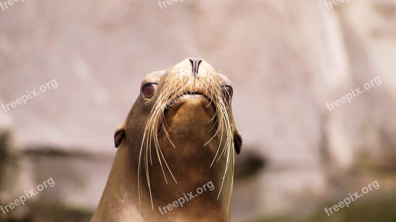 Sea ​​lion Animals Nature Pasture Safari