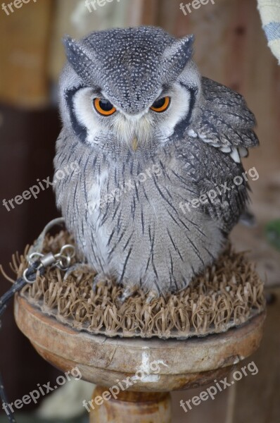 Eagle Owl Bird Bird Of Prey Birds Raptor