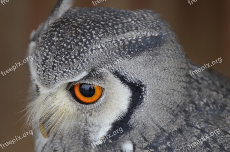 Eagle Owl Bird Bird Of Prey Birds Raptor