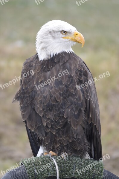 White Tailed Eagle Eagle Feathers Falconry Coat Of Arms Of Bird Raptor