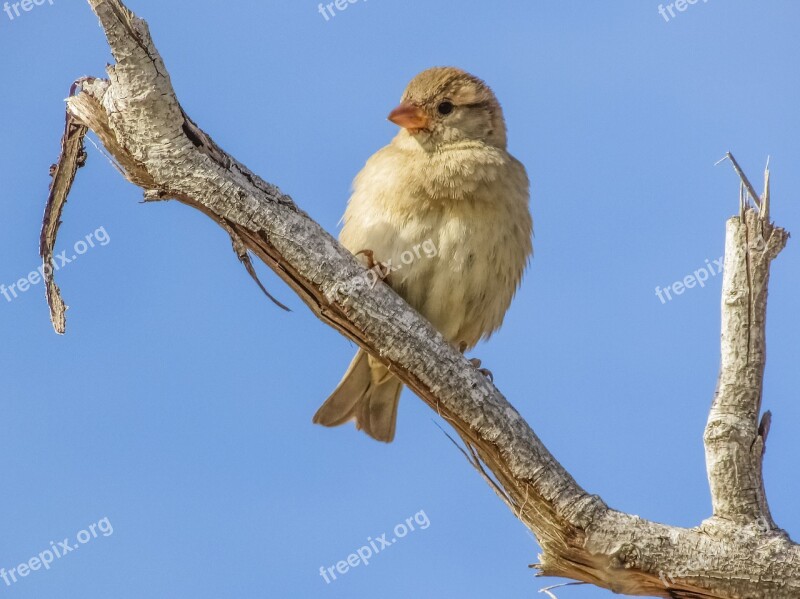 Sparrow Bird Wildlife Feather Nature