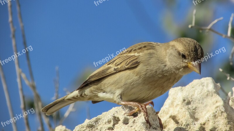 Sparrow Bird Wildlife Feather Nature