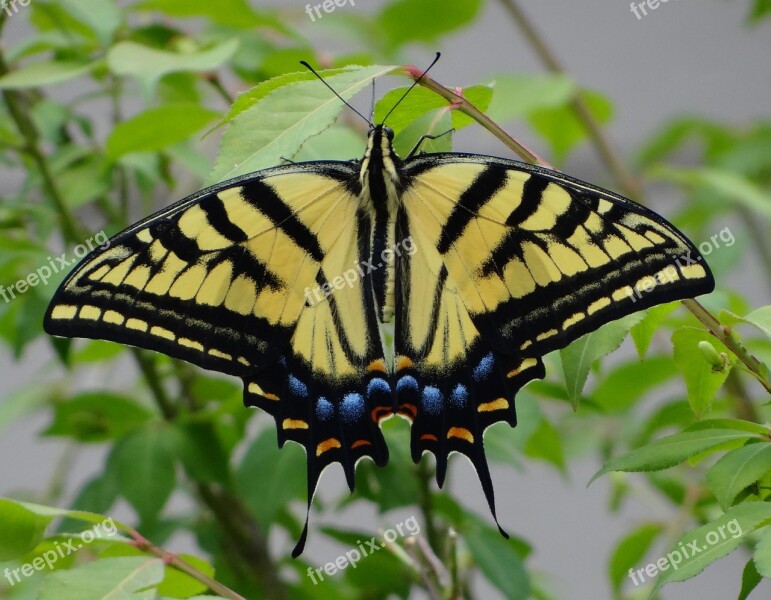 Yellow Monarch Butterfly Monarch Free Photos