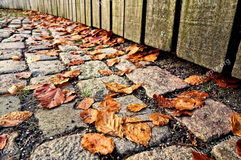 Cobbles Stone Path Walkway Leaves