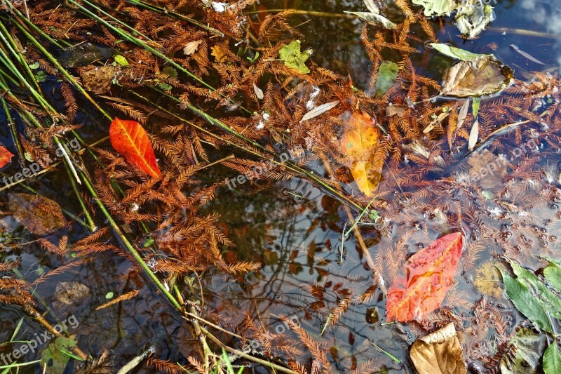 Dead Leaves Autumn Leaves Needles Water Debris