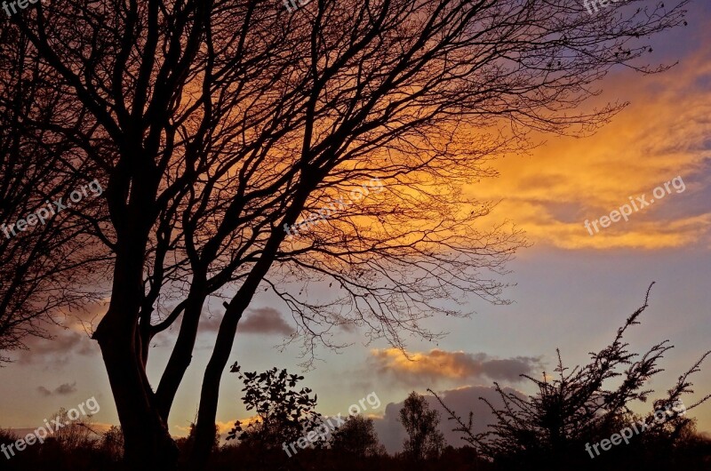 Sunset Tree Silhouette Golden Glow Twilight