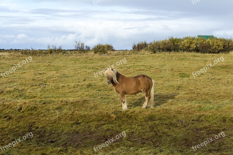 Iceland Horse The Icelandic Horse Brown Sol