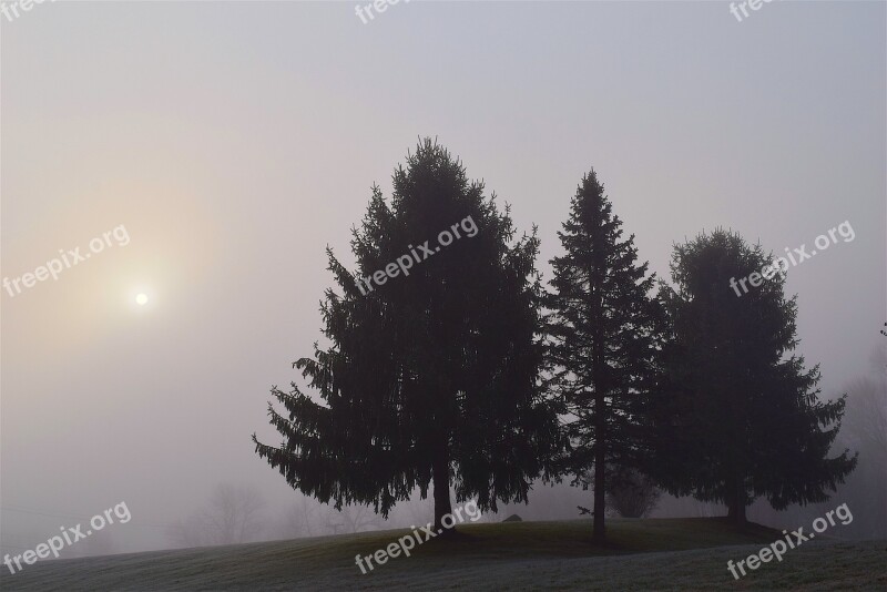 Fog Trees Morning Landscape Forest