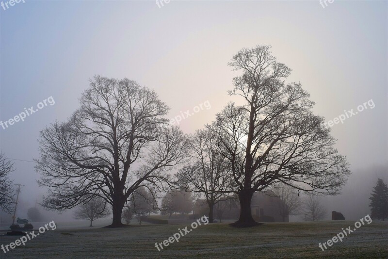 Fog Trees Sun Morning Landscape