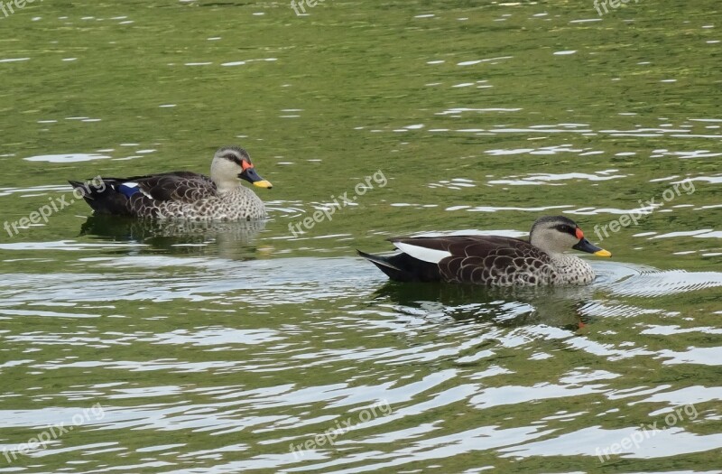 Duck Bird Waterfowl Wildlife Spot-billed Duck