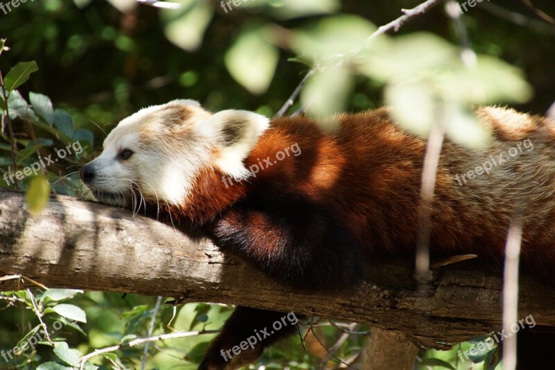 Red Panda Animal Zoo Free Photos