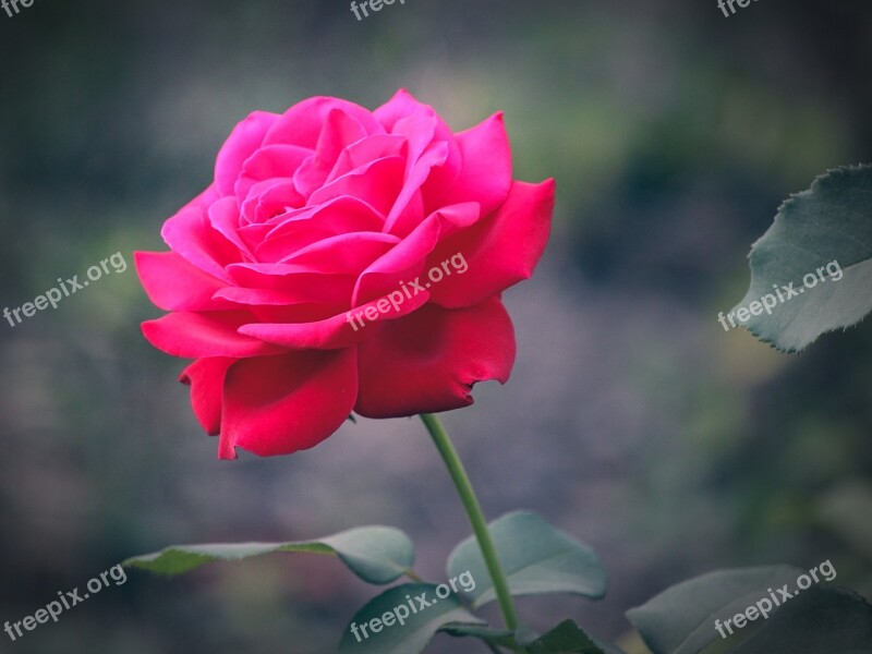 Rose Flower Flowers Red Rose Tender Rose