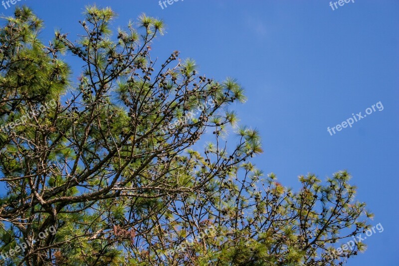 Pine Tree Pine Branch Pine Branch Pine Trees