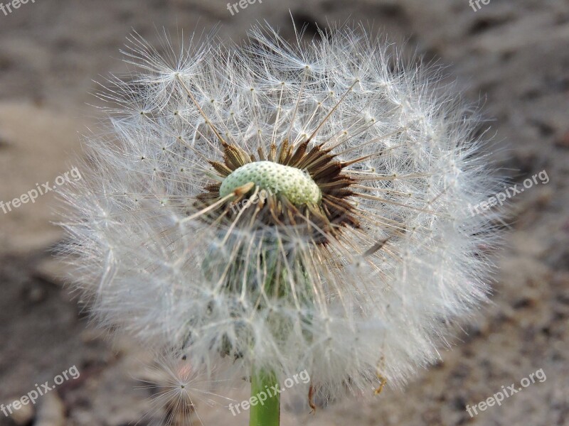 Nature Dandelion Wild Flower Flower Spring