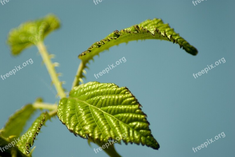 Summer Leaf Green Nature Plant