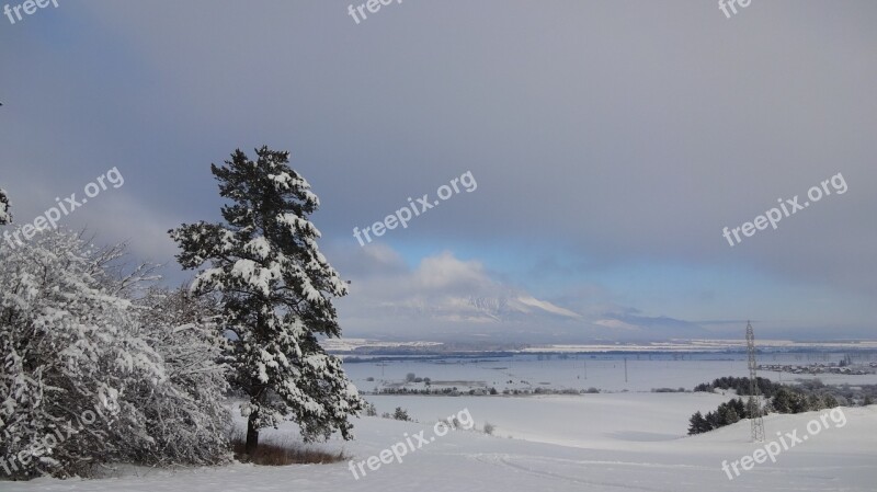 Tree Winter Snow Nature Slovakia