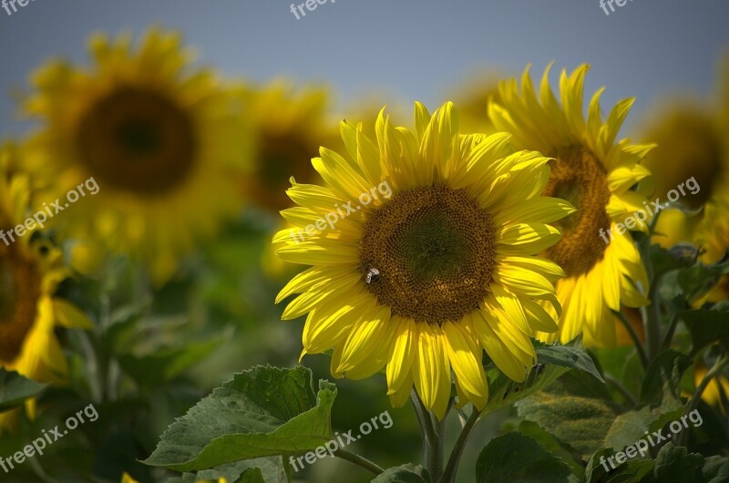 Sunflower Summer Yellow Color Sunflower Bud