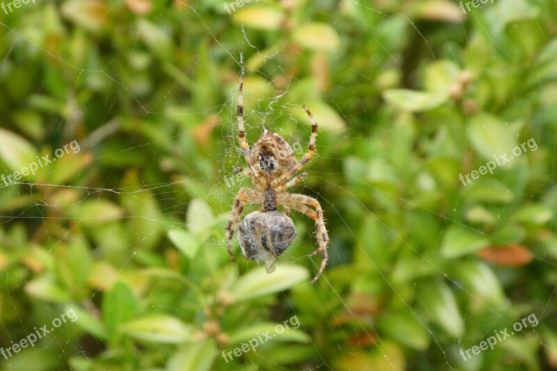 Spider Web Prey Bee Caught